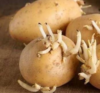 براعم البطاطس