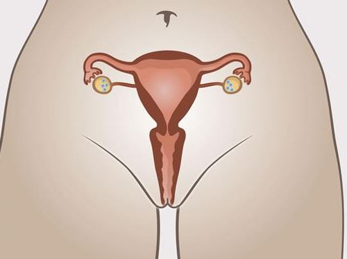 دور الغشاء المخاطي للرحم 2 الغشاء المخاطي للرحم