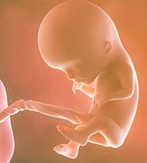 شكل الجنين في الأسبوع الثاني عشر من الحمل