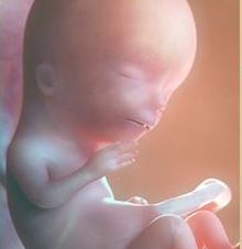 شكل الجنين في الاسبوع الثاني عشر